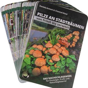 Bestimmungsfächer – Pilze an Stadtbäumen