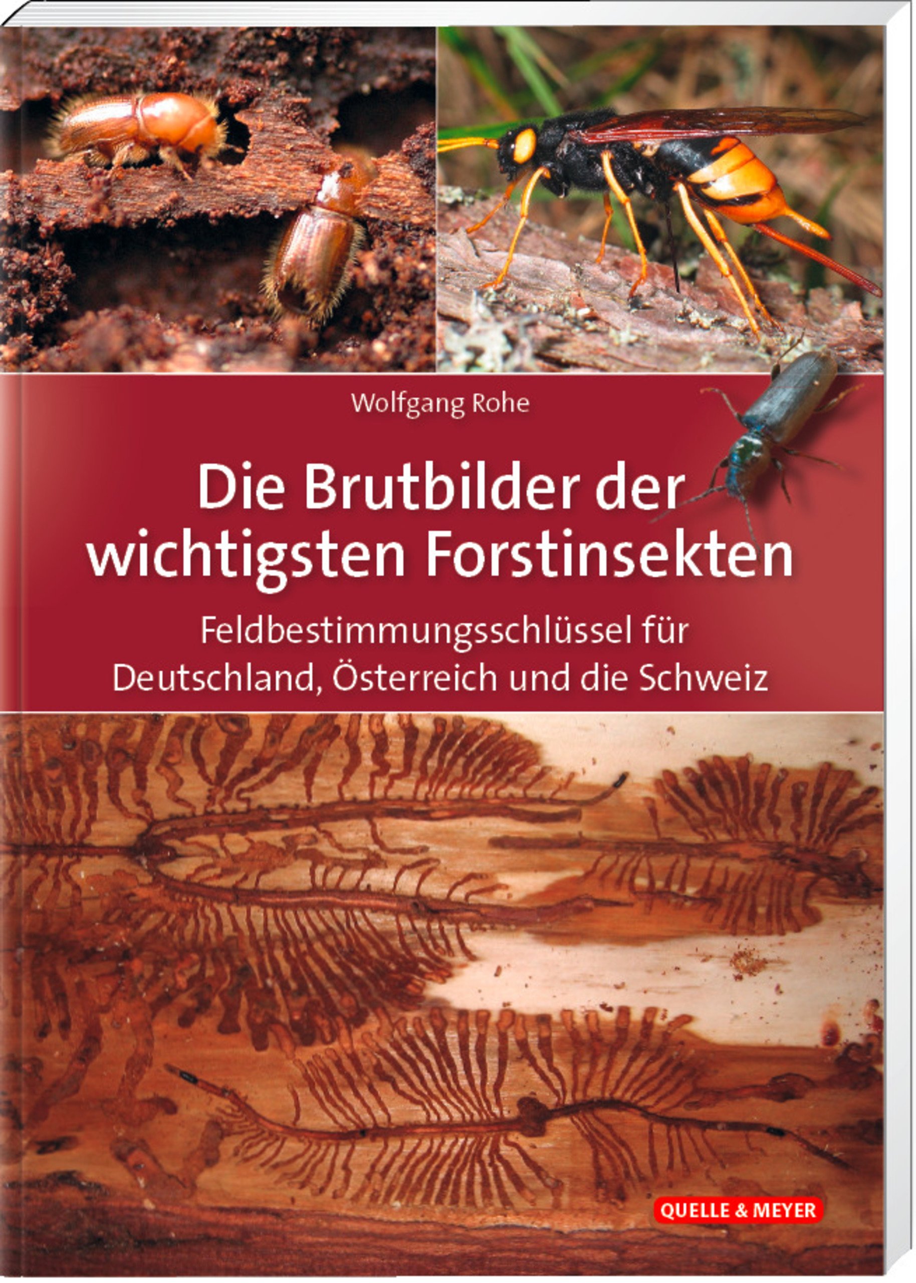 Die Brutbilder der wichtigsten Forstinsekten