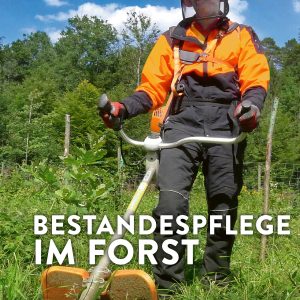 Bestandespflege im Forst – Von der Pflanzung zum erntereifen Bestand