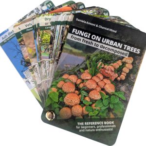 Bestimmungsfächer – Pilze an Stadtbäumen, englische Ausgabe