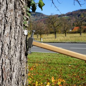 Signumat Hammer für Arbo-Tag-Plättchen mit Nagelzieher
