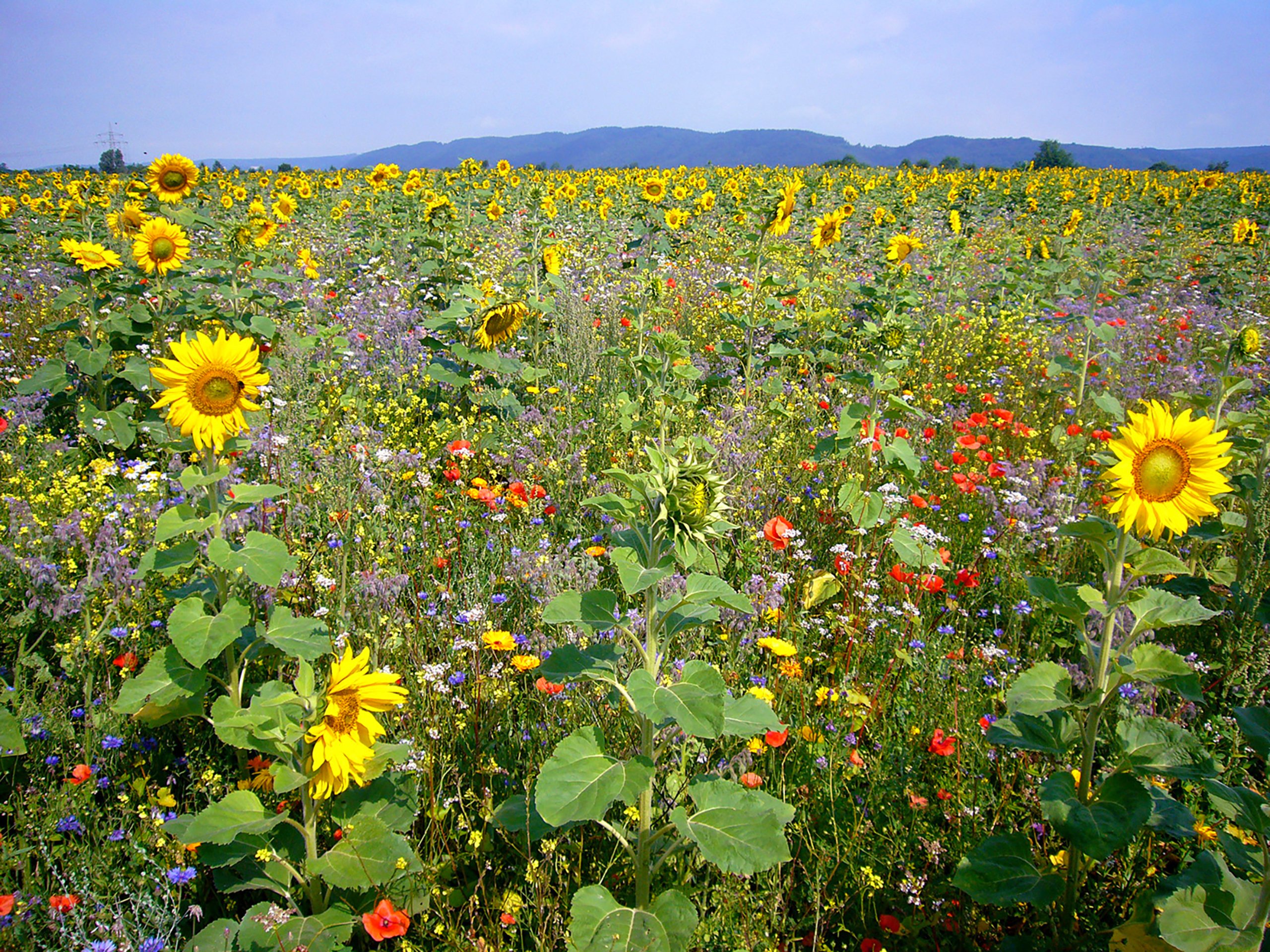 Kiepenkerl Pflanzensaat Blühende Landschaft