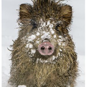 Klappkarte mit Wildschweinmotiv