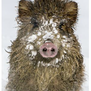 Kühlschrankmagnet Wildschwein Kühlschrankmagnet Wildschwein