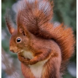 Kühlschrankmagnet Eichhörnchen Kühlschrankmagnet Eichhörnchen