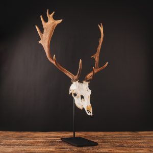 Waidmetall Trophäenständer Damwild