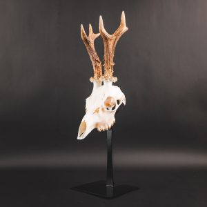 Waidmetall Trophäenständer Rehwild Slim Edition