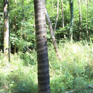 Poly-Net-Schälschutznetz Poly-Net-Schälschutznetz