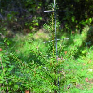 Stachelbaum