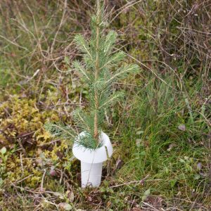 PlantaGard Rüsselkäferschutzkragen HyloPro aus Bio-Kunststoff PlantaGard Rüsselkäferschutzkragen HyloPro aus Bio-Kunststoff
