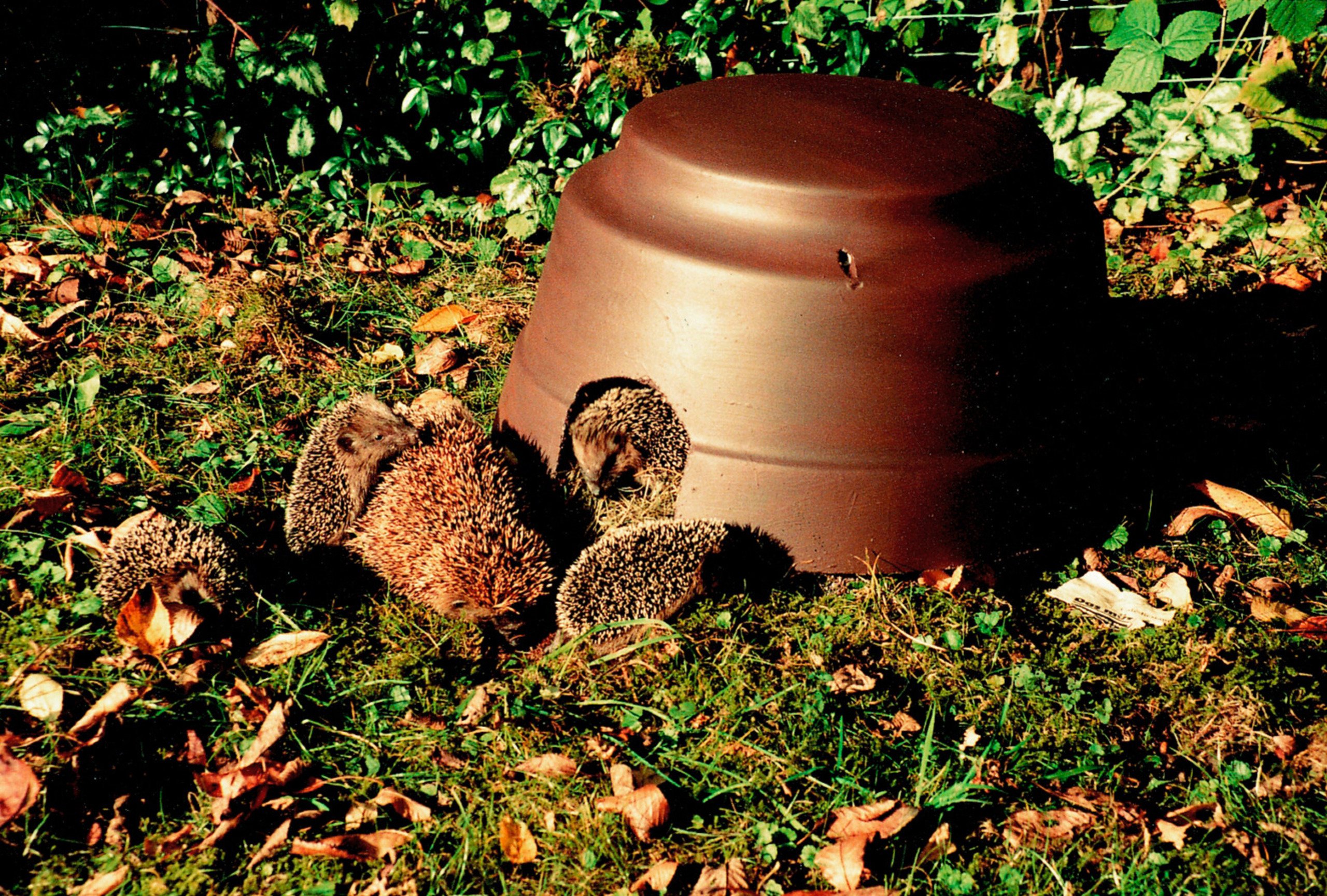 Igelkuppel mit Isolierboden