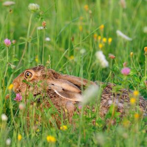 Kiepenkerl Wildwiese mit Klee und Kräutern Kiepenkerl Wildwiese mit Klee und Kräutern