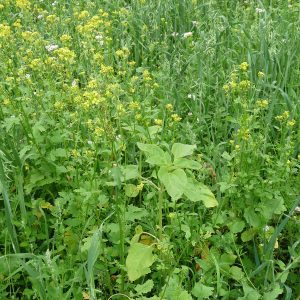 Wildackermischung für leichte Böden