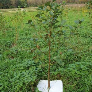 Eco-Mulchplatte Eco-Mulchplatte