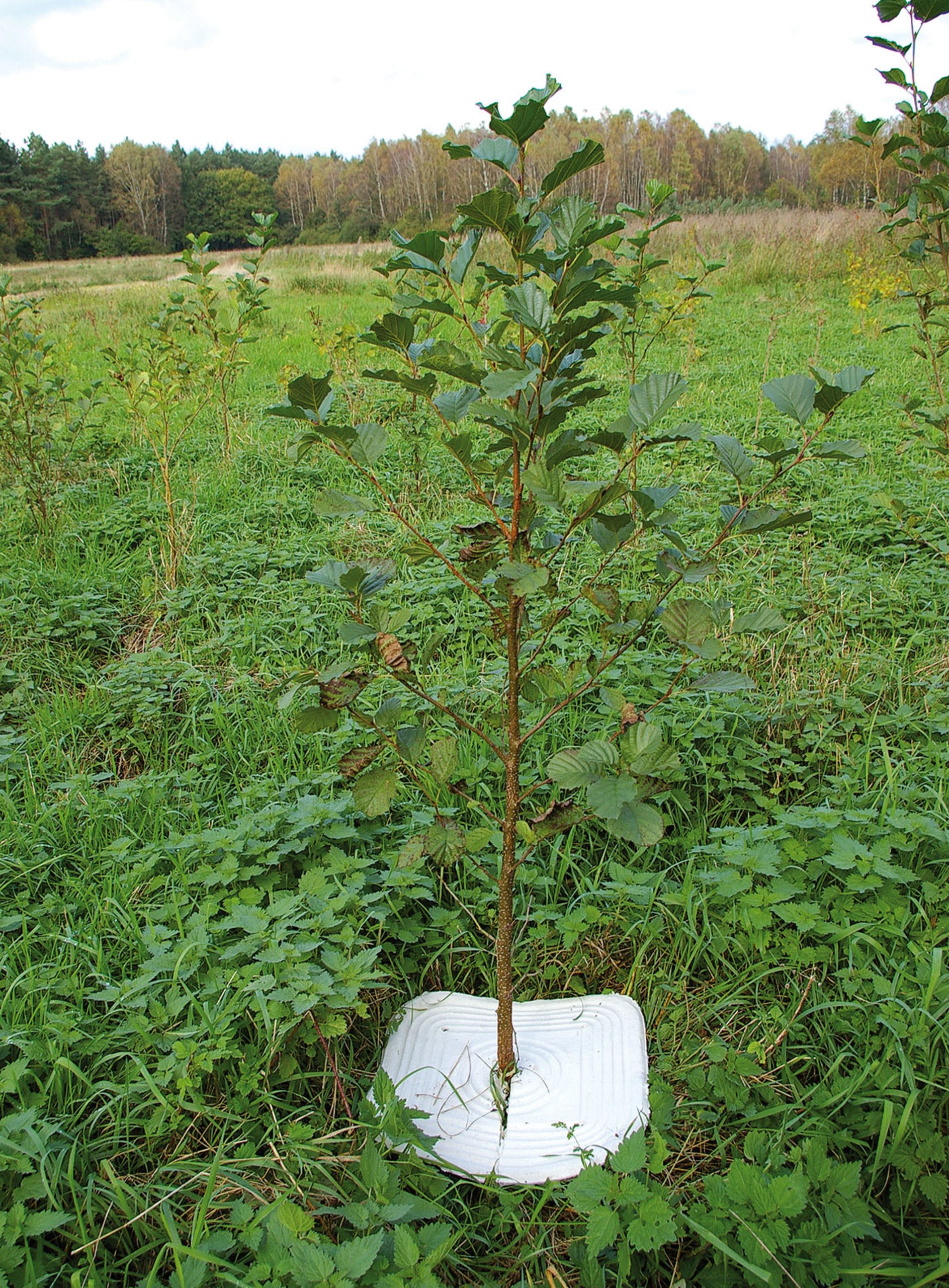 Eco-Mulchplatte