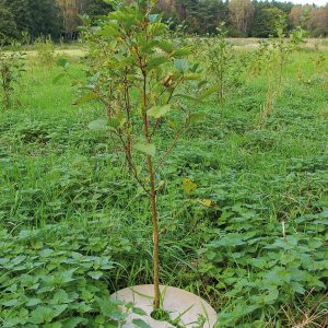 Holzfaser-Mulchplatte Holzfaser-Mulchplatte