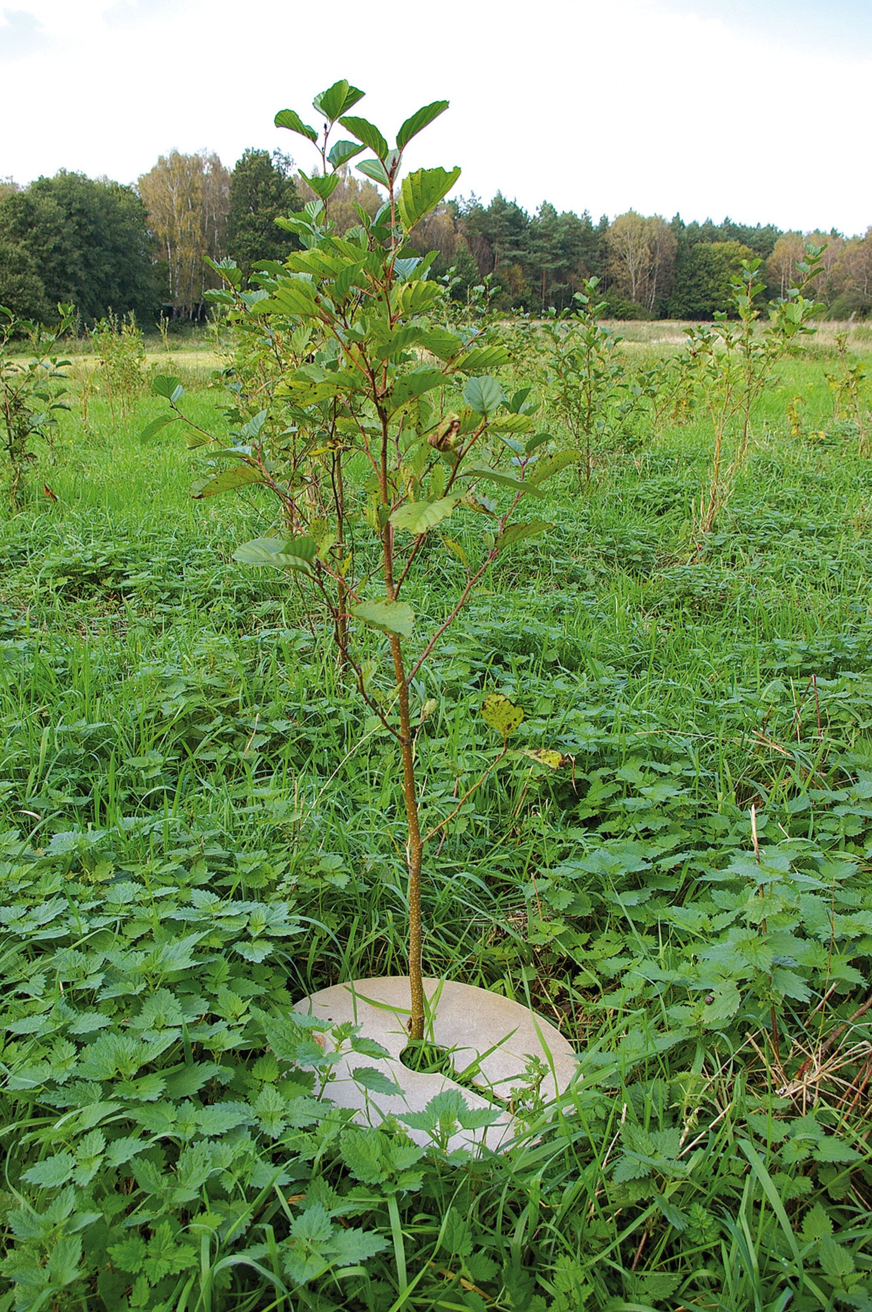 Holzfaser-Mulchplatte