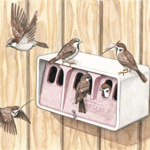 Sperlingskolonie-Haus 1 SP