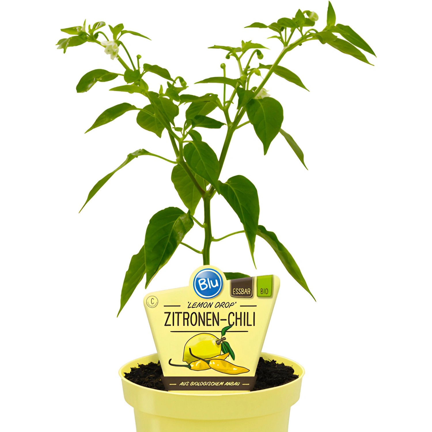 Chili »Lemon Drop«, Ø12cm-Topf, bio