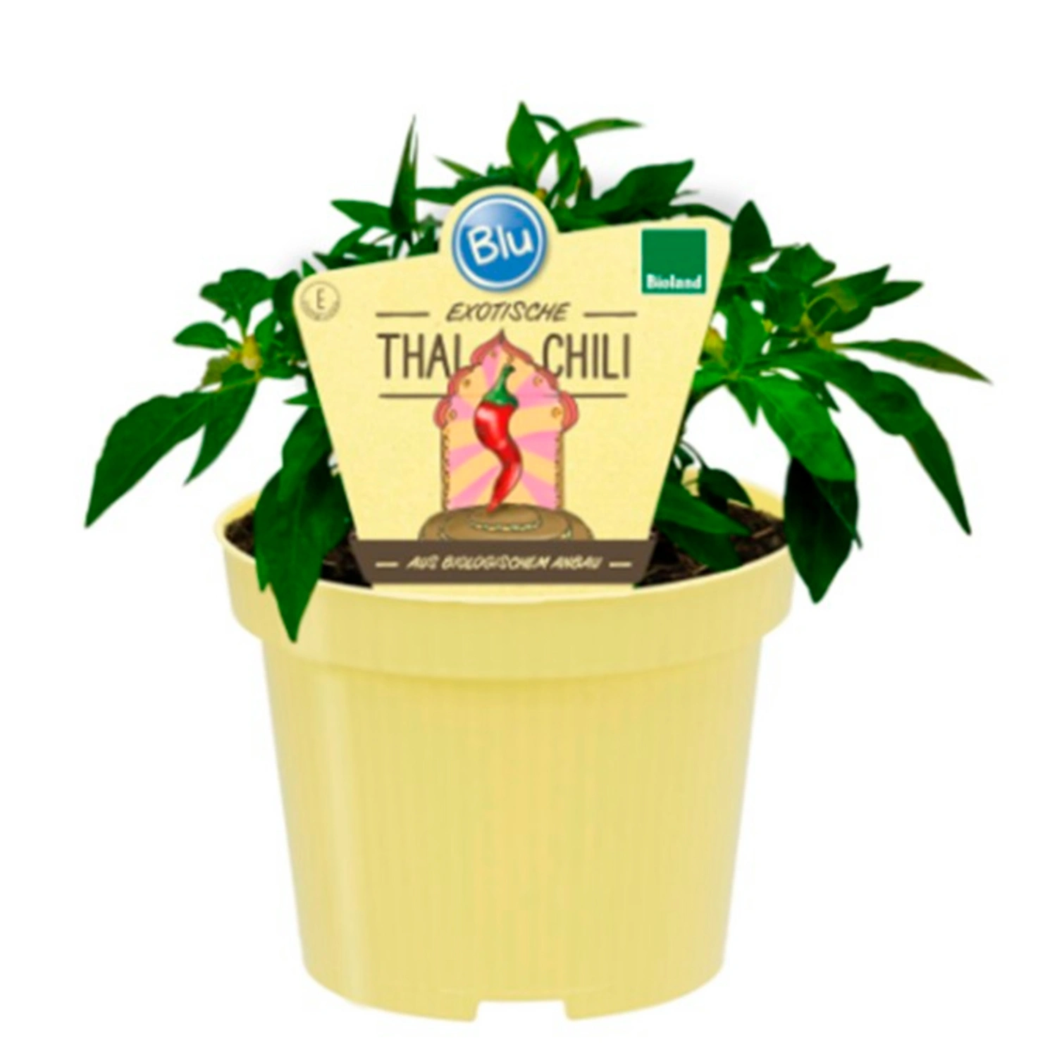 Chili »Thai«, Ø12cm-Topf, bio