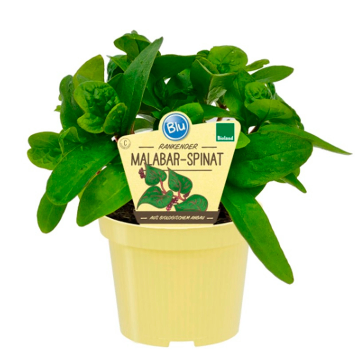 Spinat »Malarbar«, Ø12cm-Topf, bio