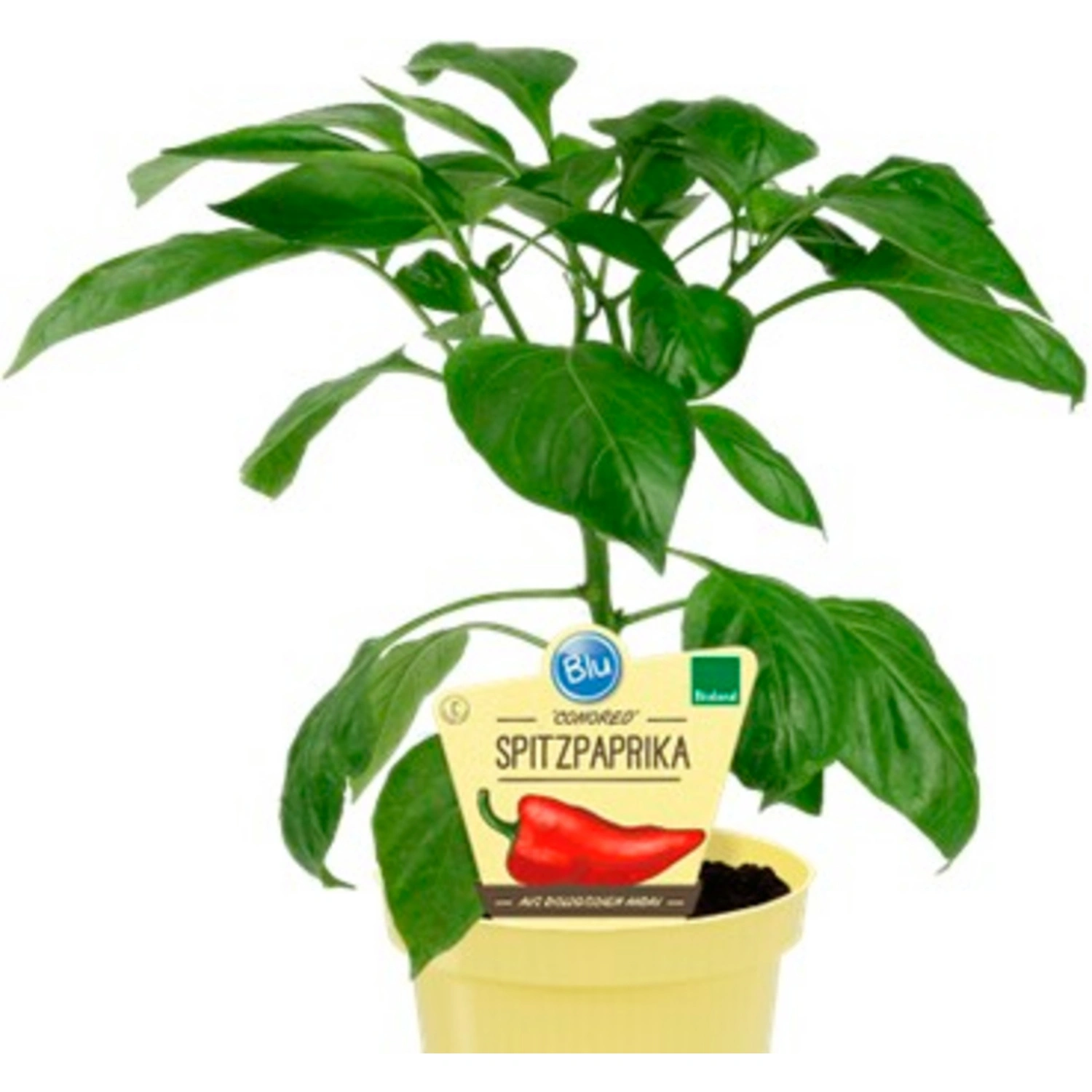 Paprika »Conored«, Ø12cm-Topf, bio