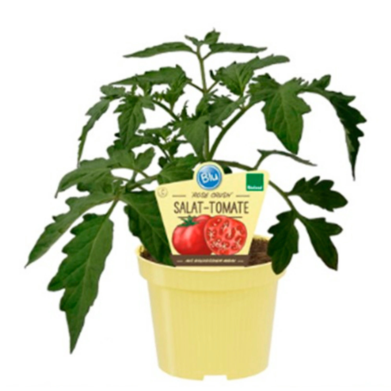 Tomate »Rose Crush«, Ø12cm-Topf, bio