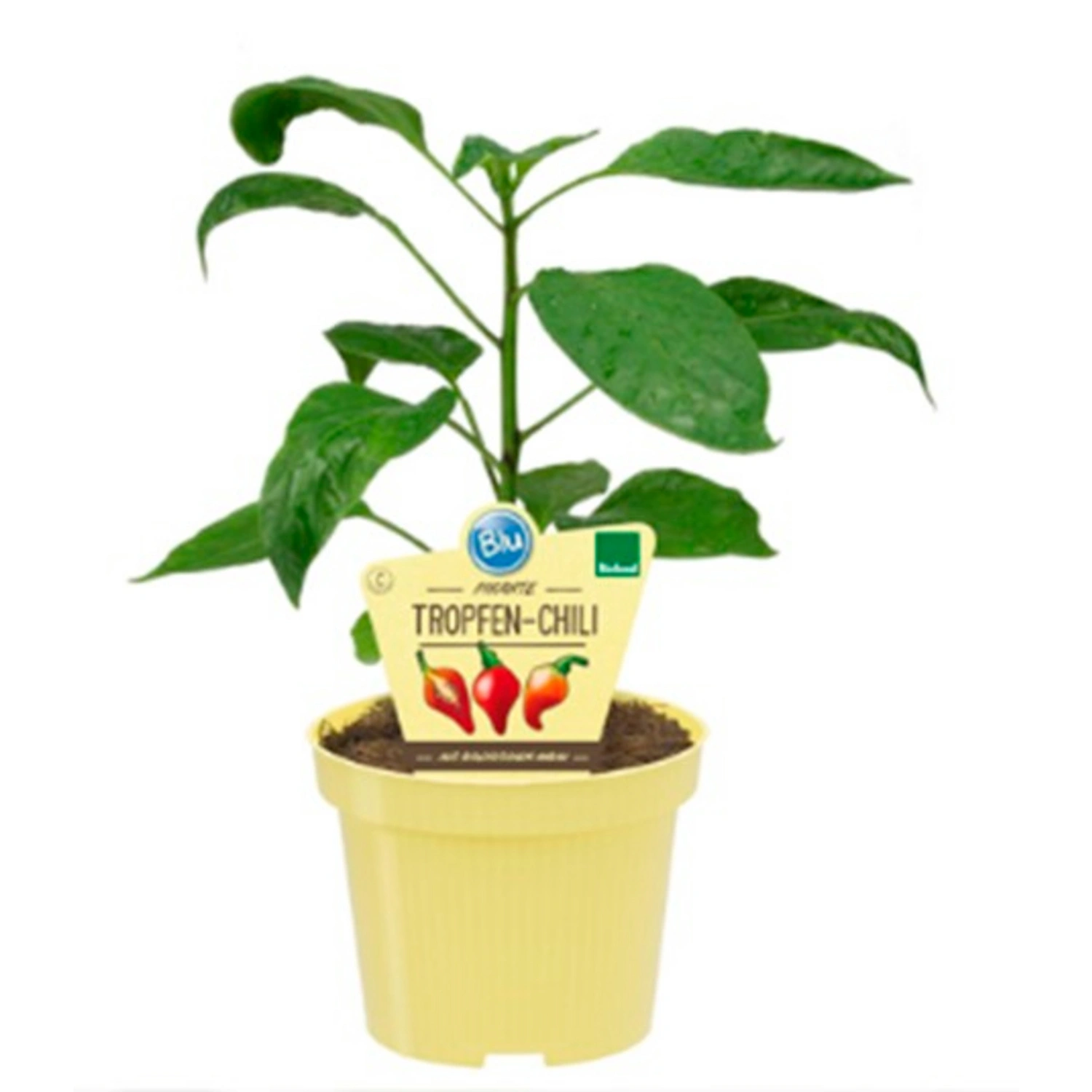 Chili, Ø12cm-Topf, bio