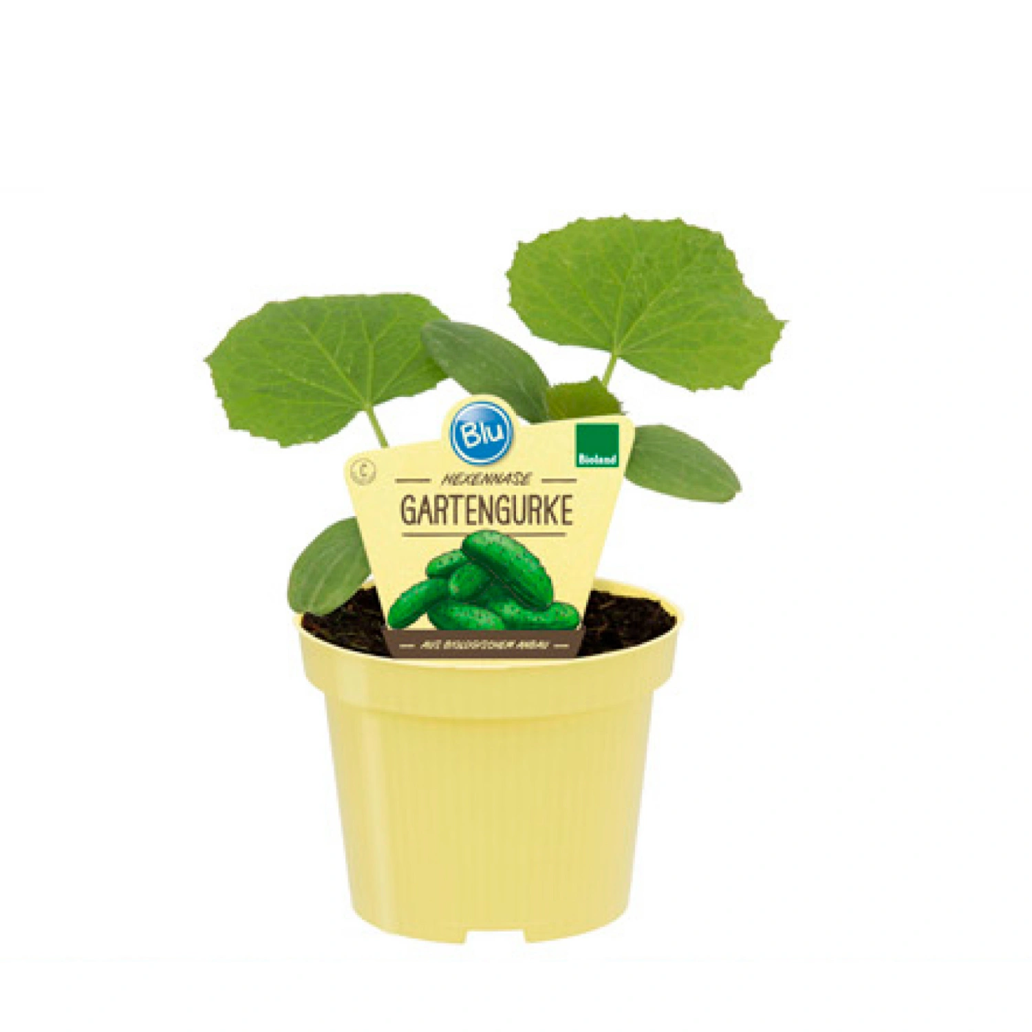 Gurke »Hexennase«, Ø12cm-Topf, bio