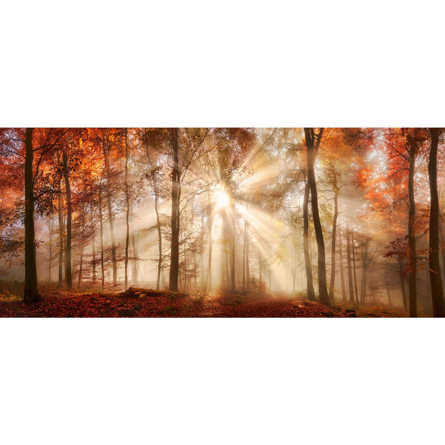 Keilrahmenbild »Herbstwald«, BxH: 140 x 60 cm