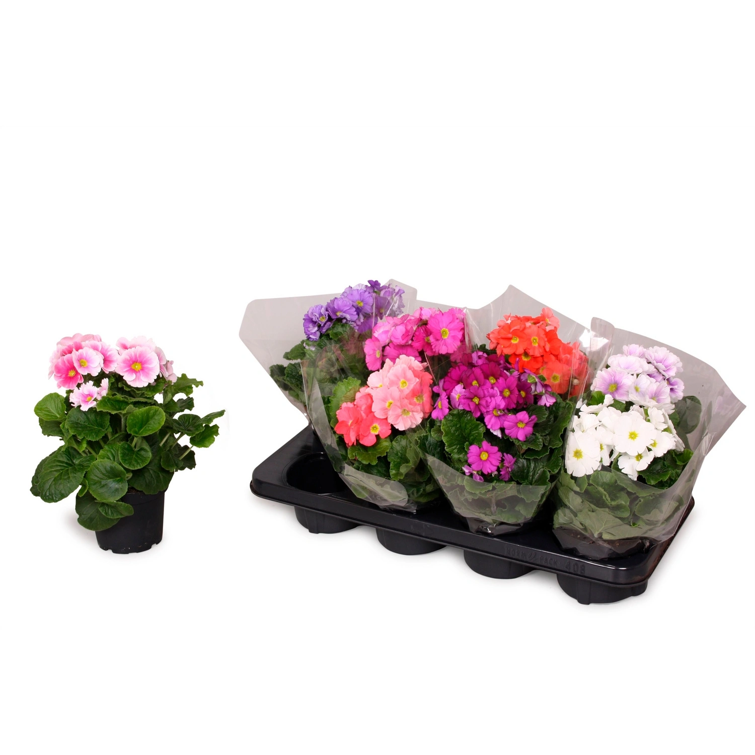 Blühpflanze »Primula obconica«, Becherprimel, max. 25 cm, farbmix