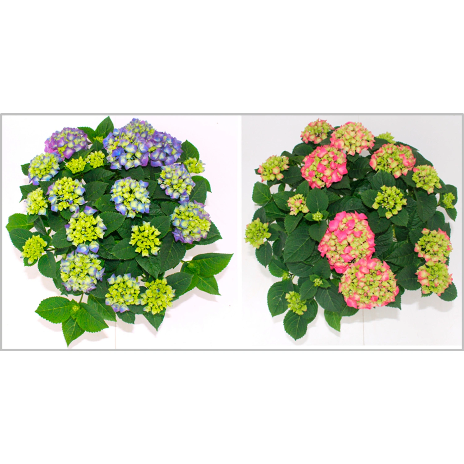 Blühpflanze »Hydrangea macrophylla«, Hortensie, max. 50 cm, farbmix