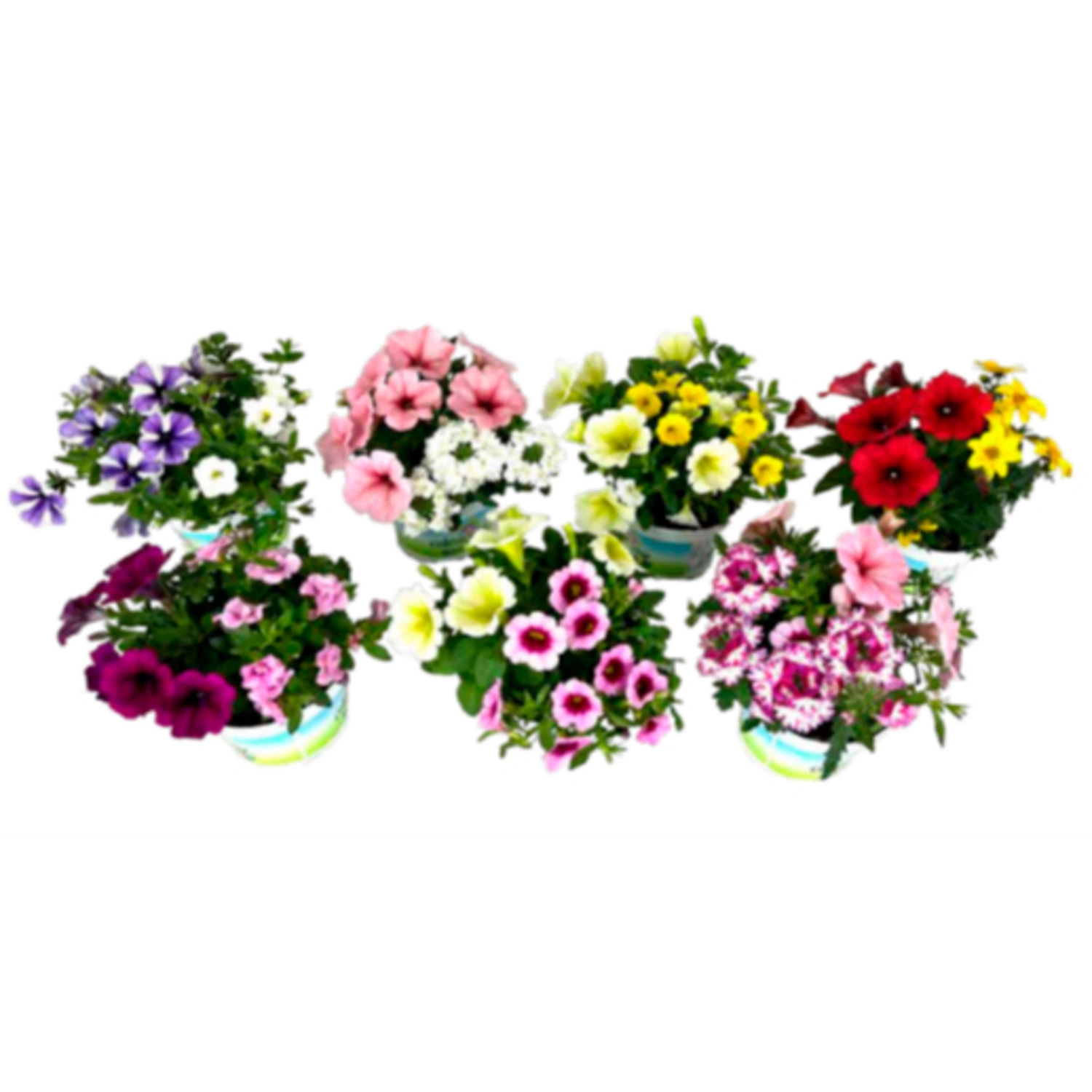 Beet & Balkonpflanze »Twins«, Beetpflanze, max. 35 cm, farbmix
