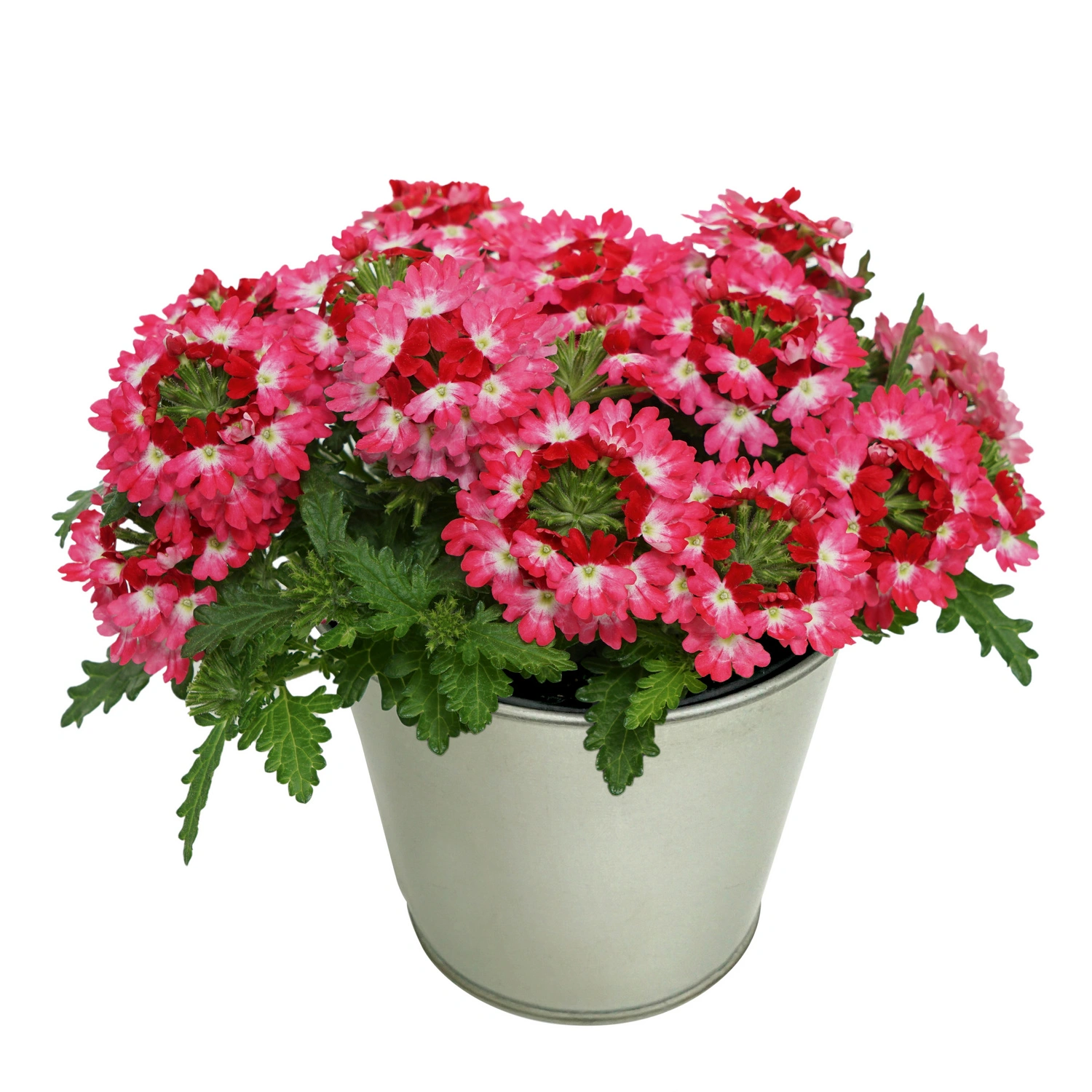 Beet & Balkonpflanze »Beet- und Balkonmix Red Star«, Beet-Balkonpflanze, max. 35 cm