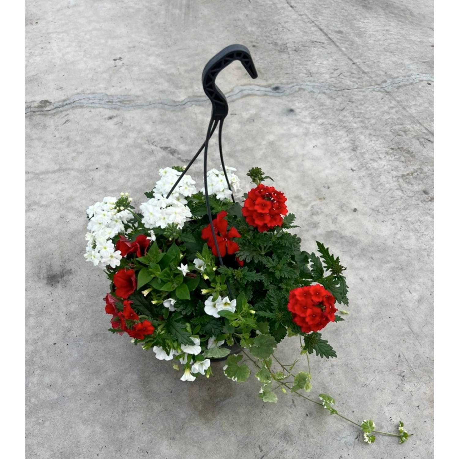 Blumenampel »Mamas Liebling«, 27 cm (Ø), inkl. 5 Pflanzen & Wasserspeicher