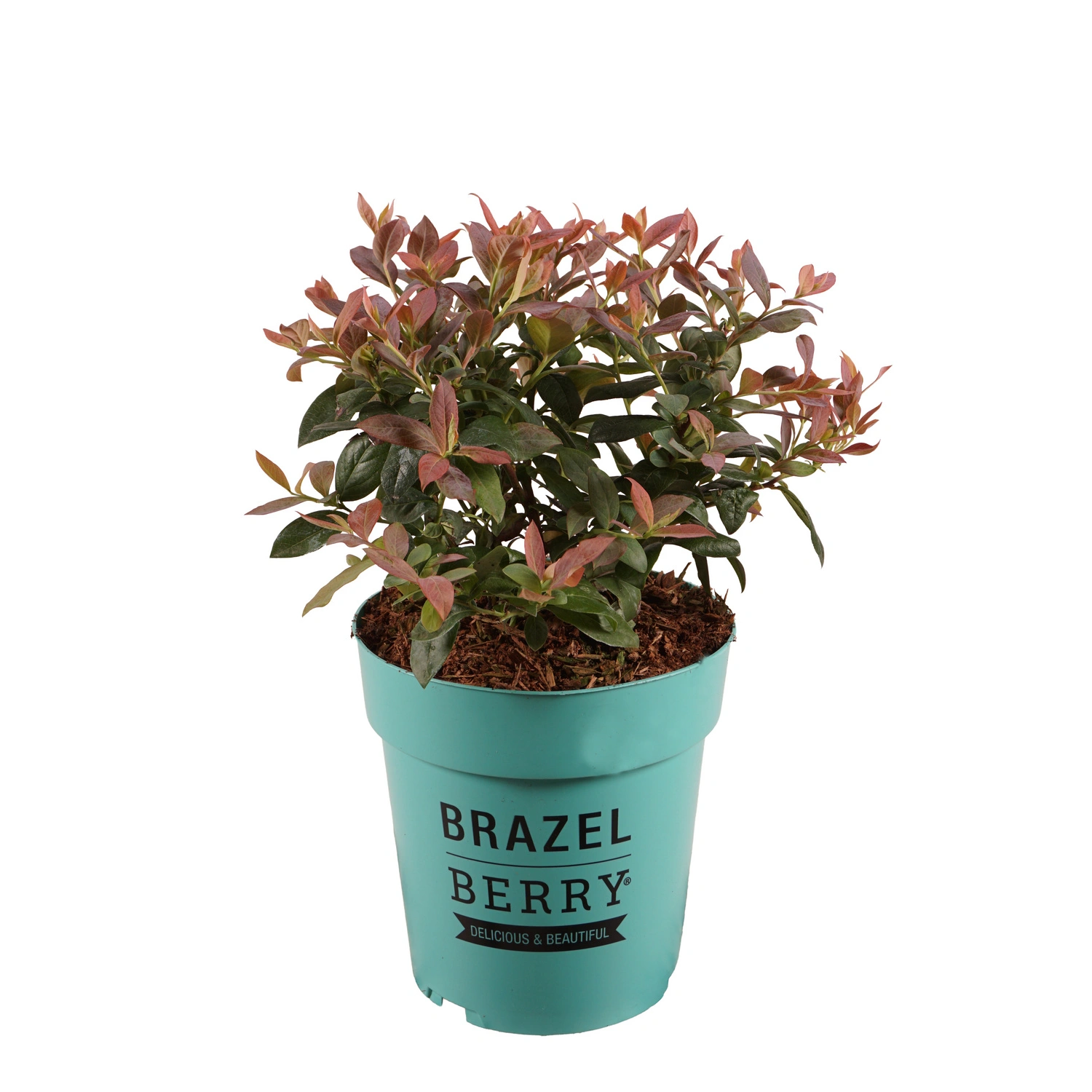 Heidelbeere, Vaccinium, Pink Breeze