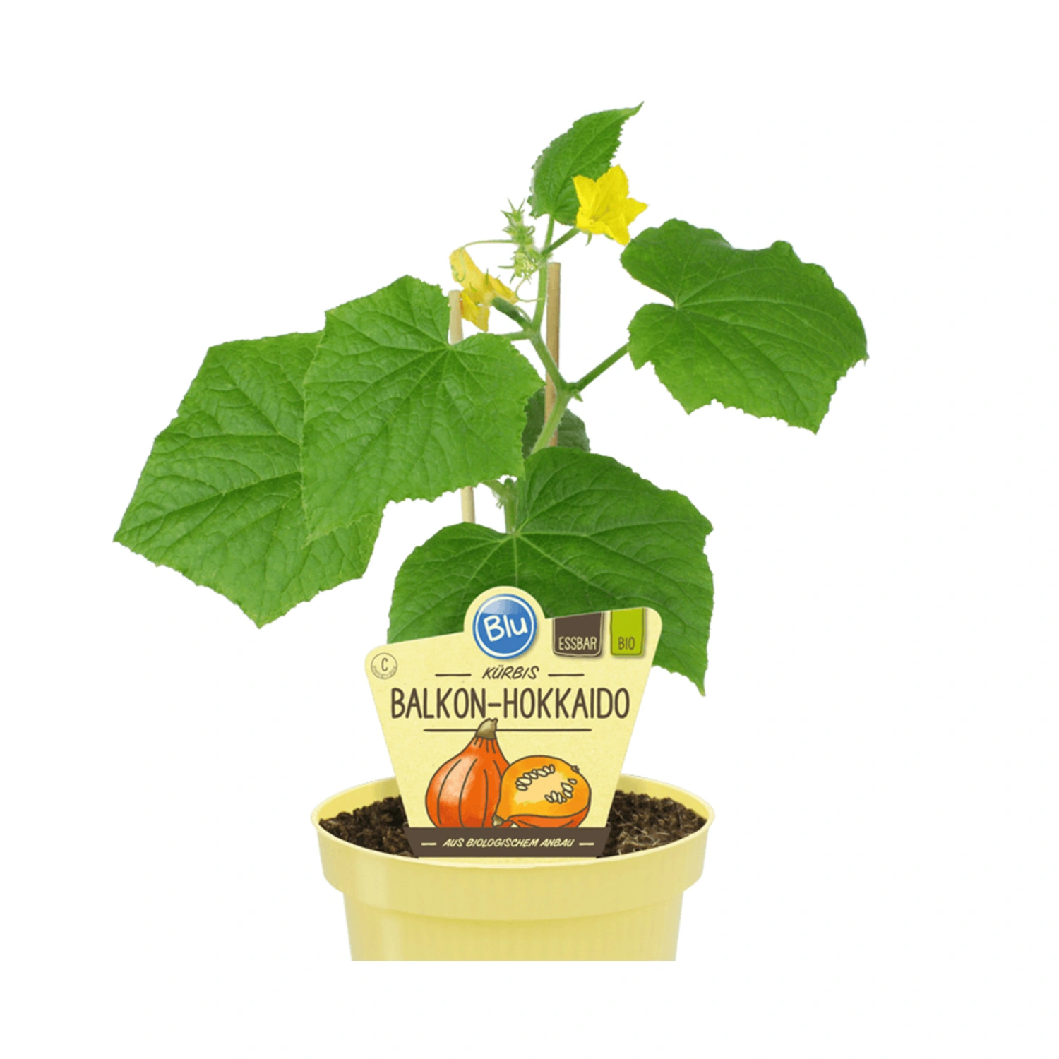 Hokkaido-Kürbis, Ø12cm-Topf, bio