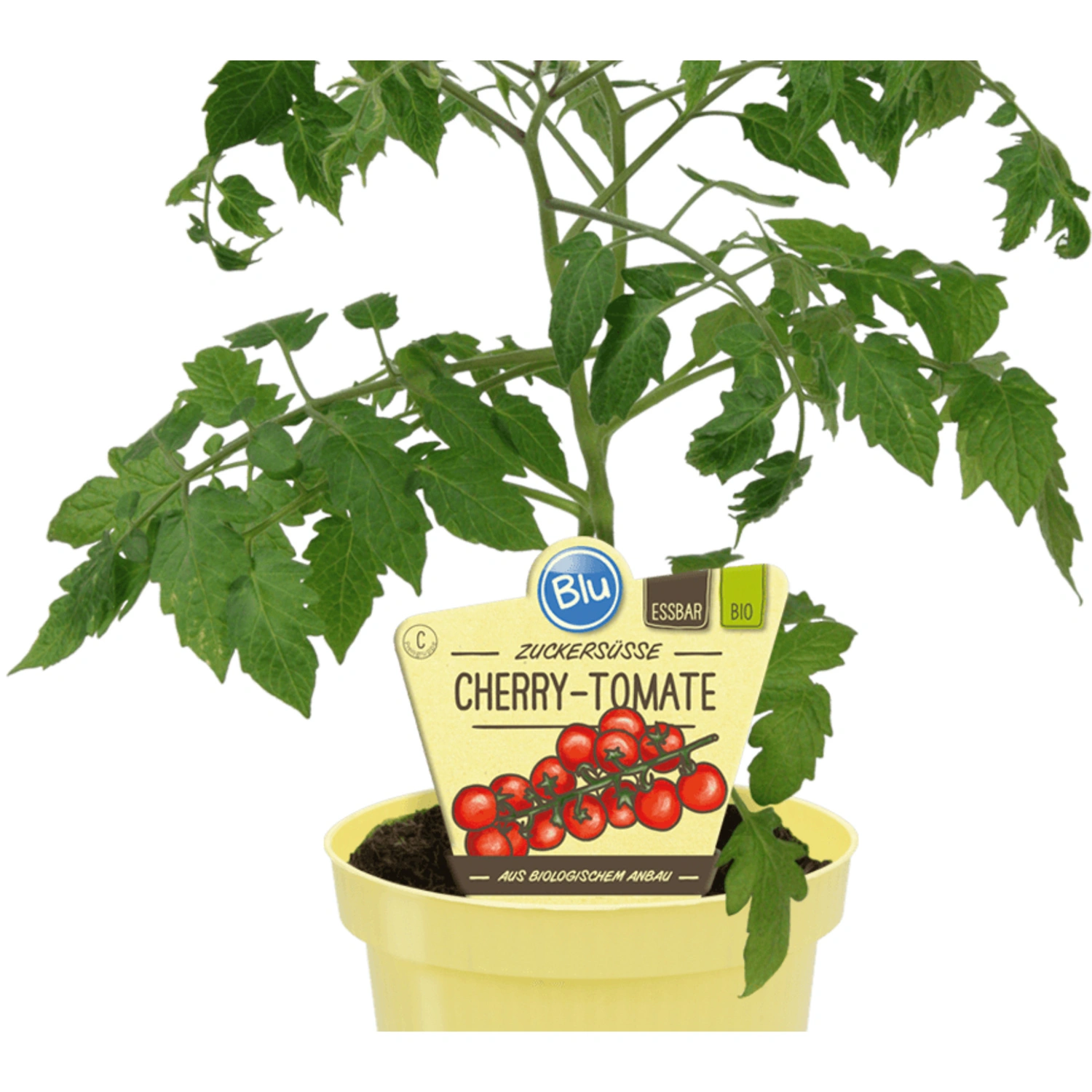 Tomate »Pepe«, Ø12cm-Topf, bio