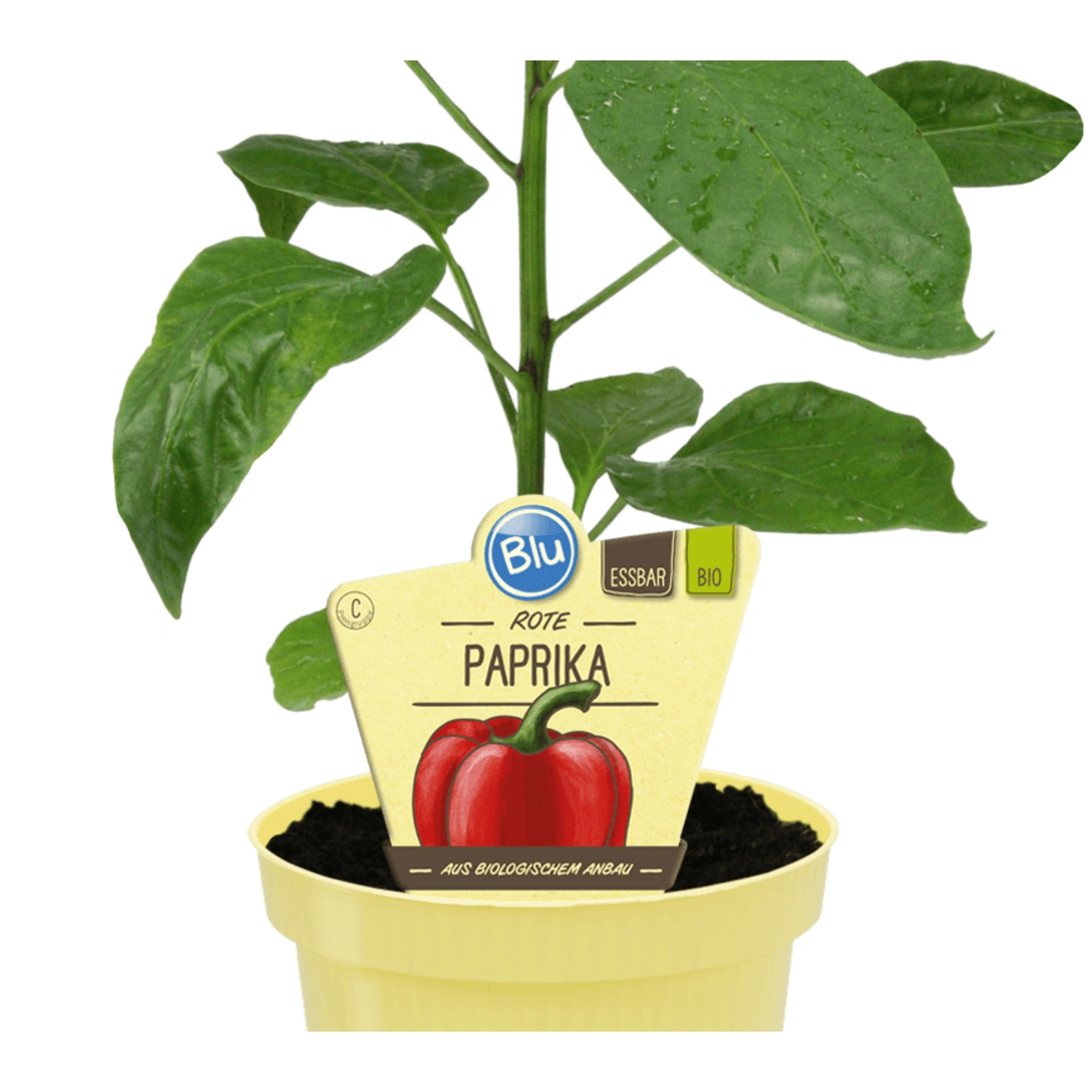 Paprika »Midired«, Ø12cm-Topf, bio