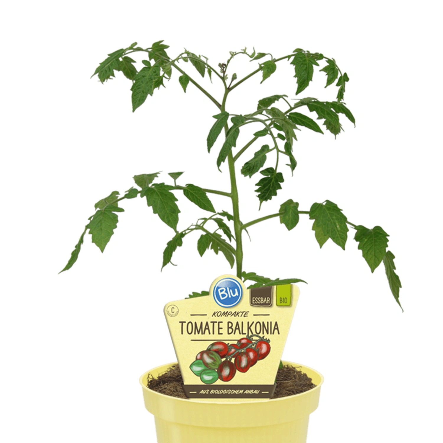 Tomate »Balkonia«, Ø12cm-Topf, bio