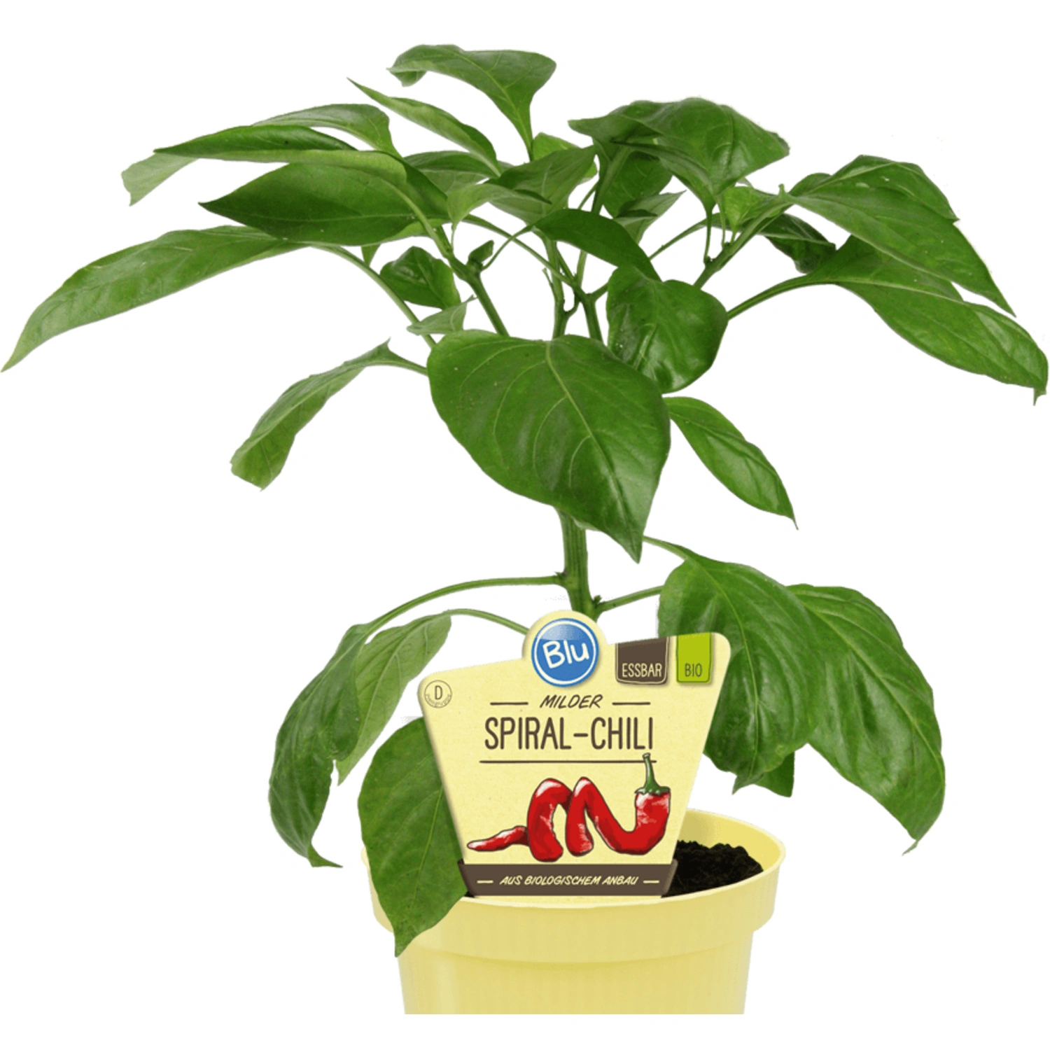 Chili »mild«, Ø12cm-Topf, bio