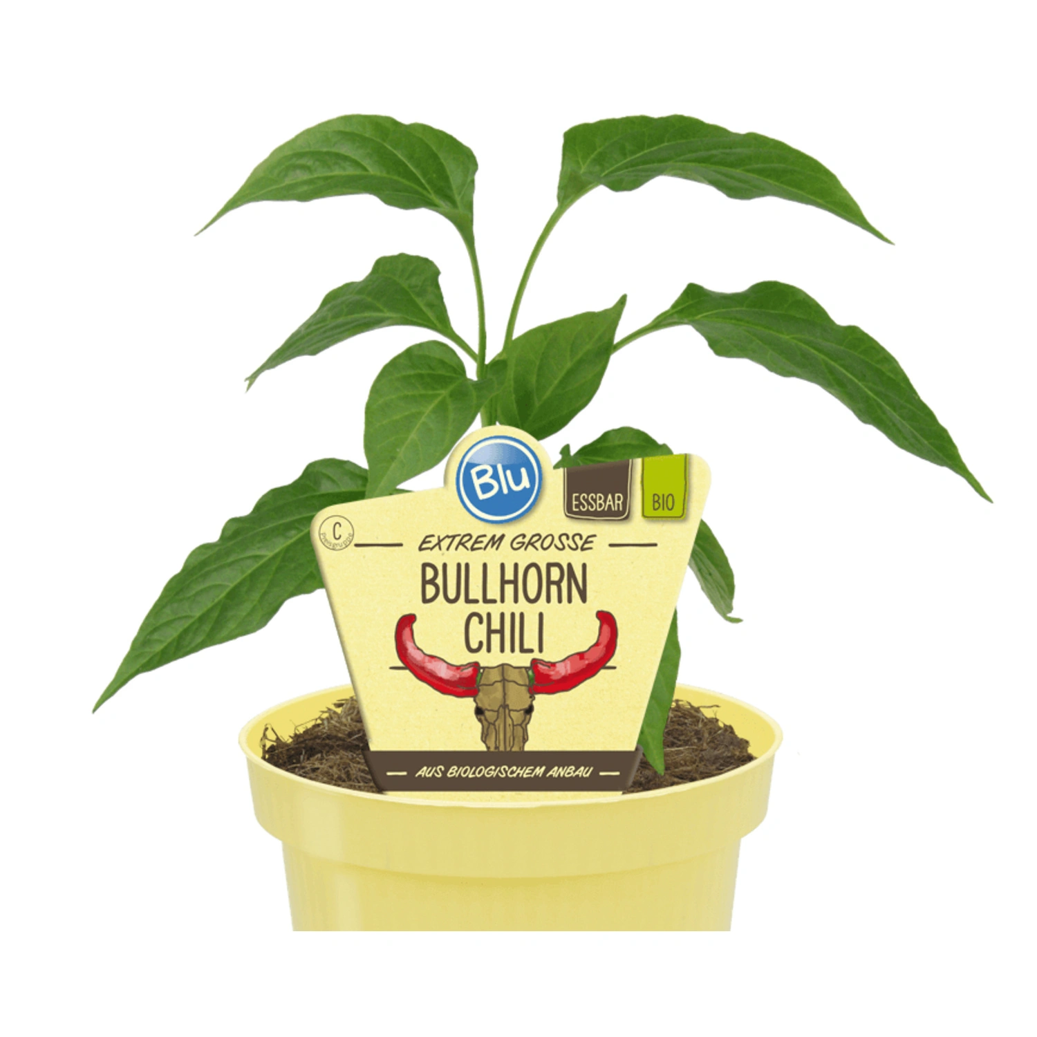 Chili »Bullhorn«, Ø12cm-Topf, bio