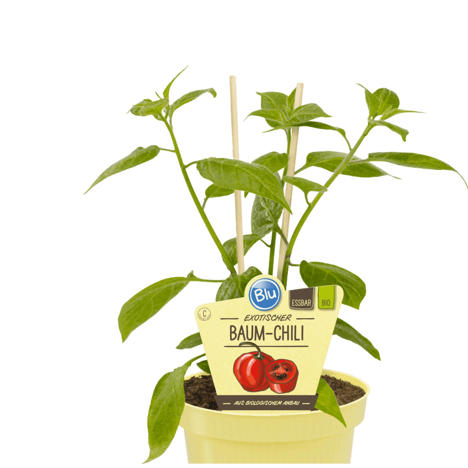Chili »Rocoto Red«, Ø12cm-Topf, bio