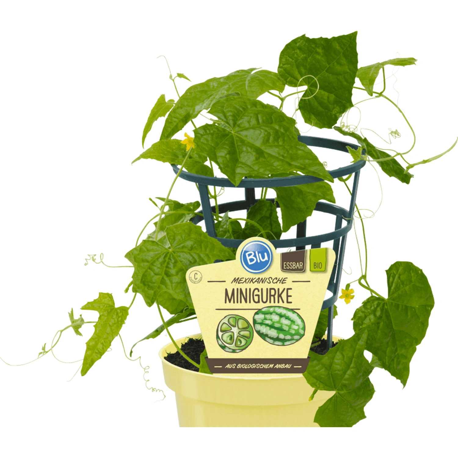 Gurke, Ø12cm-Topf, bio