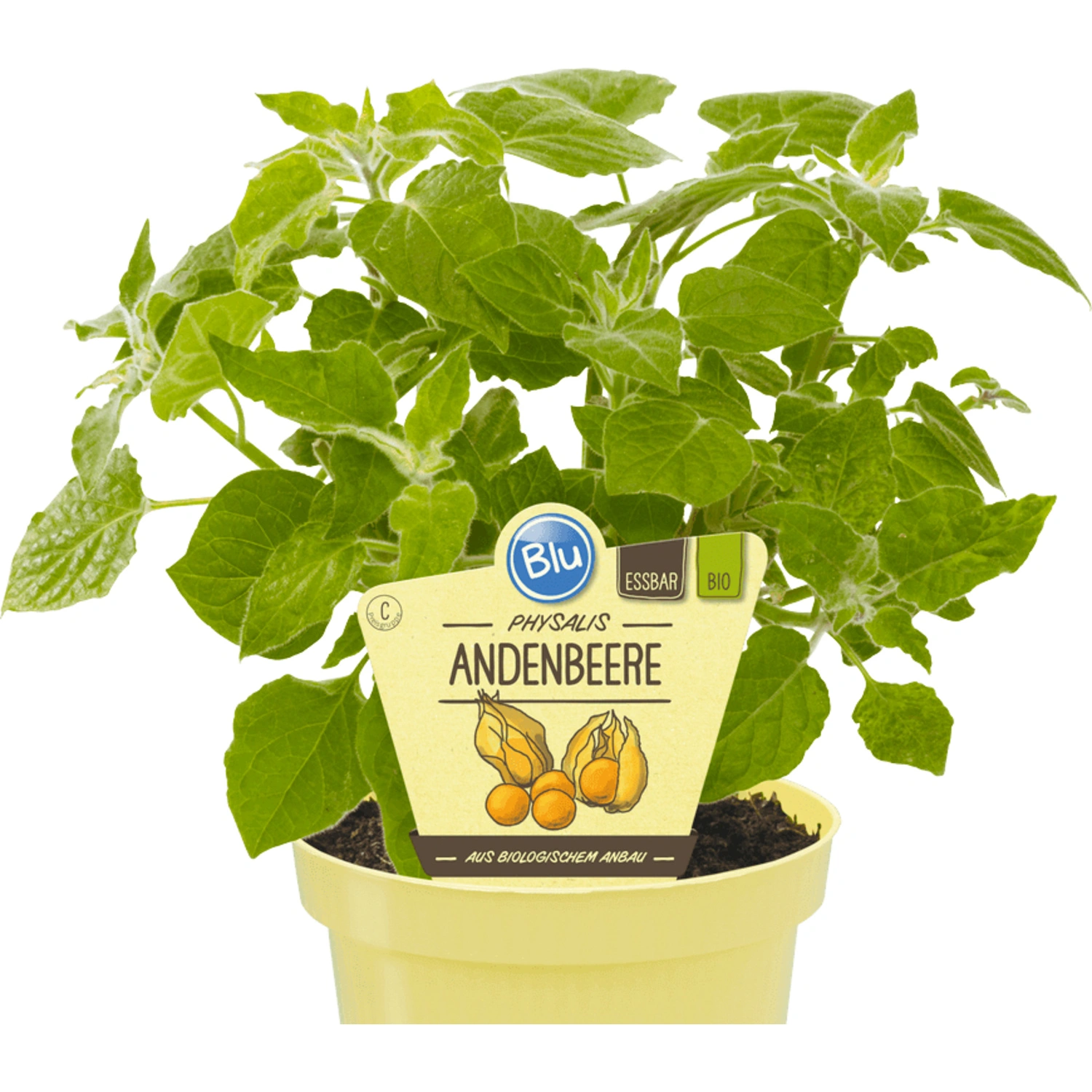 Andenbeere »Physalis«, Ø 12 cm-Topf, bio