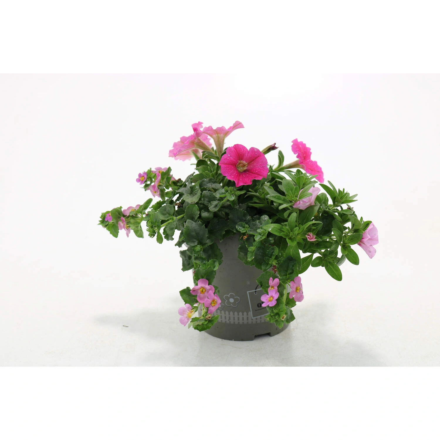 Beetpflanze »Querbeet-Trio«, Blütenfarbe: mehrfarbig