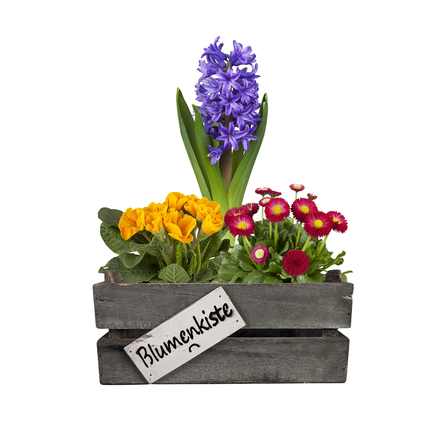 Bepflanztes Arrangement, BxL: 11 x 22 cm, im Holzkasten