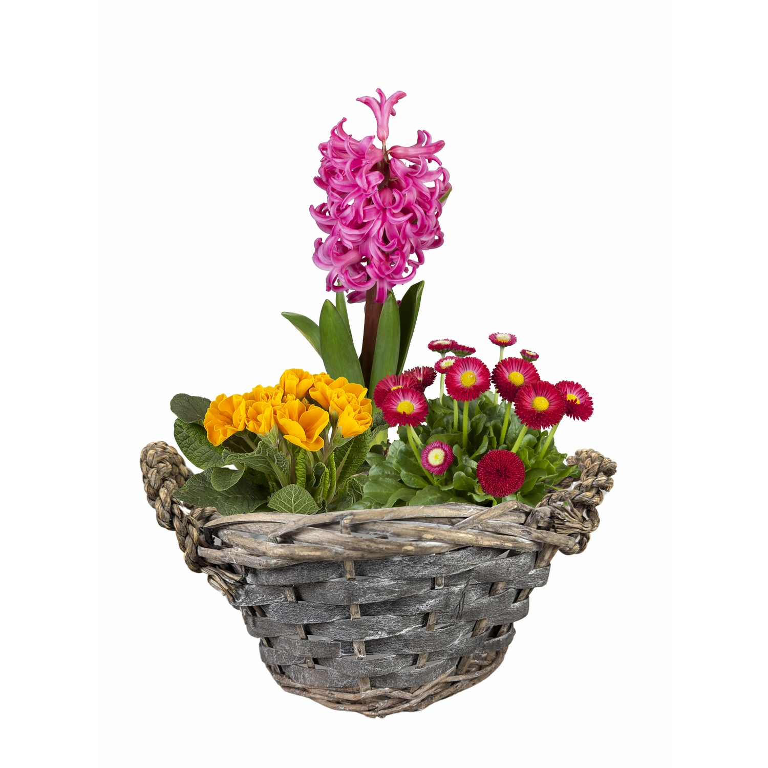 Bepflanztes Arrangement, ØxH: 18 x 35 cm, anthrazit, im Korb