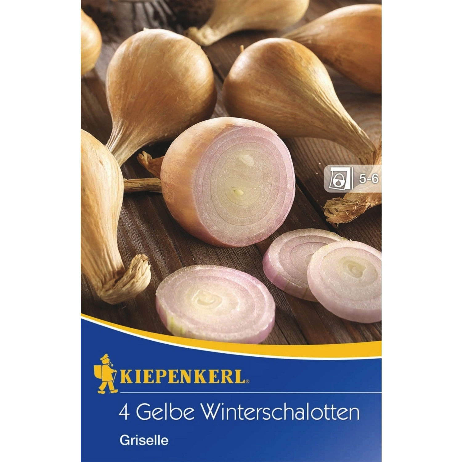 Allium »Griselle«, 4 Stück