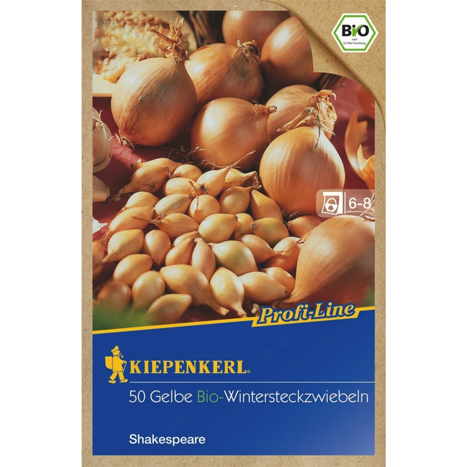 Allium »Shakespeare«, 50 Stück